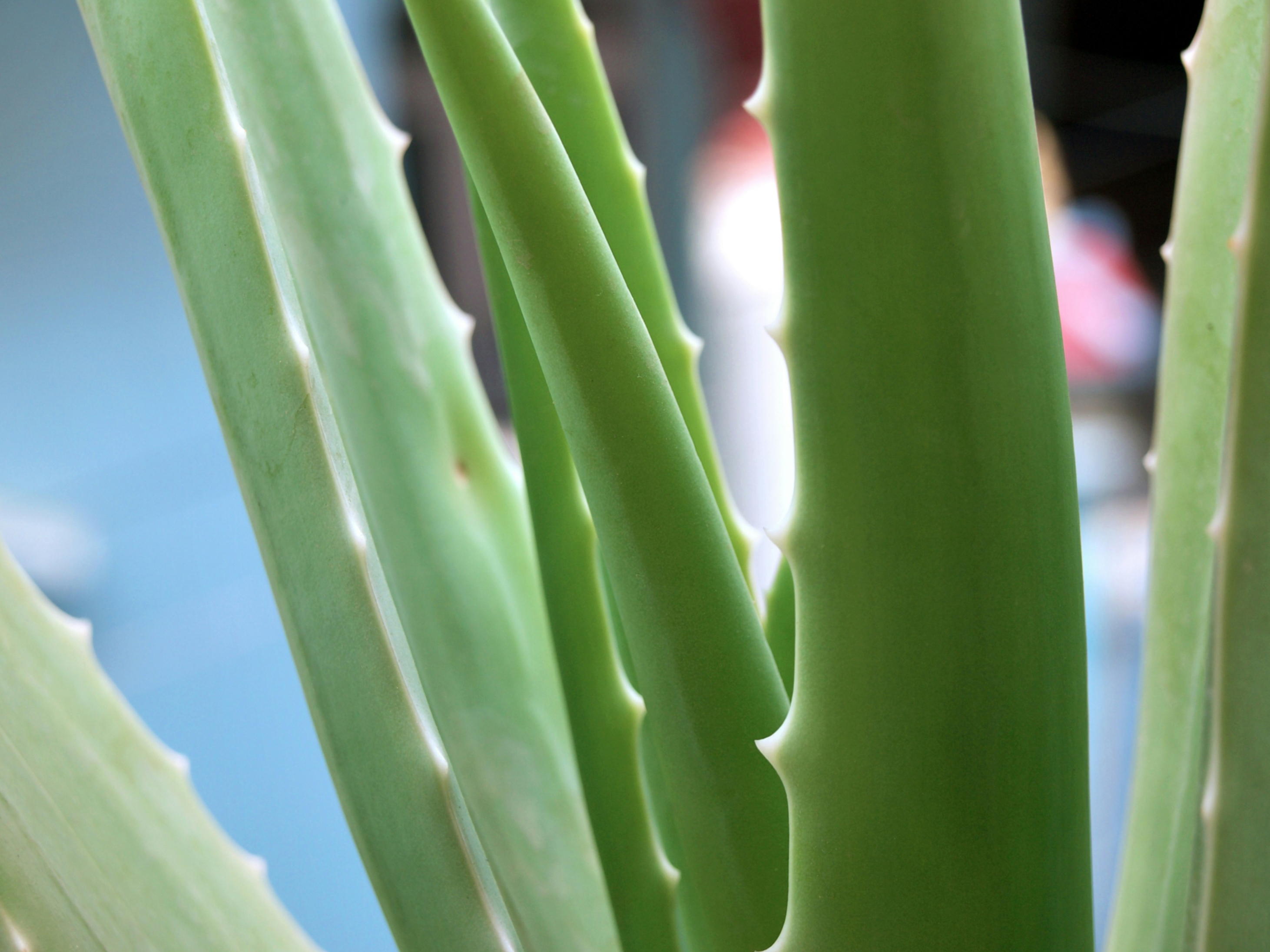 Eau d'aloe vera bio - 100 ml