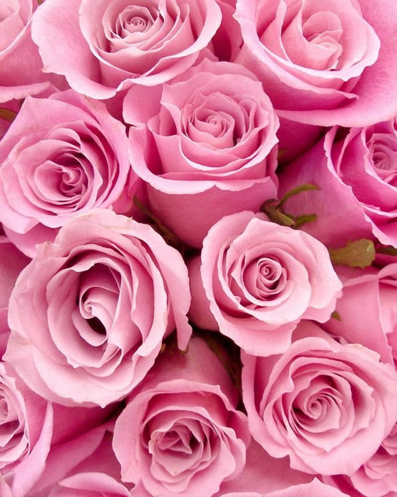 Collection Rose