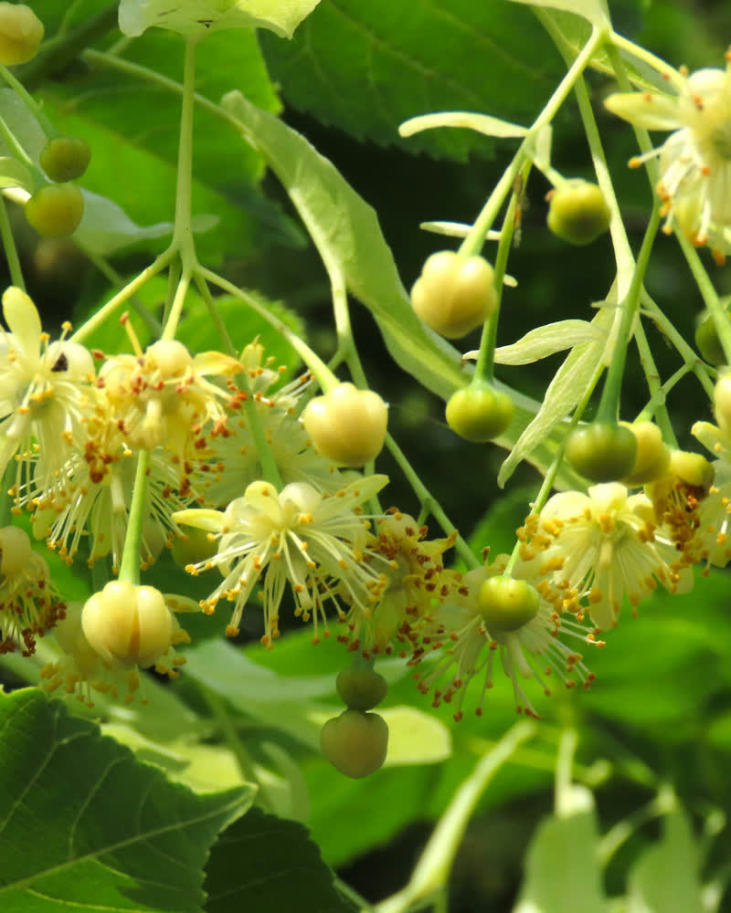 Hydrolat de tilleul bio