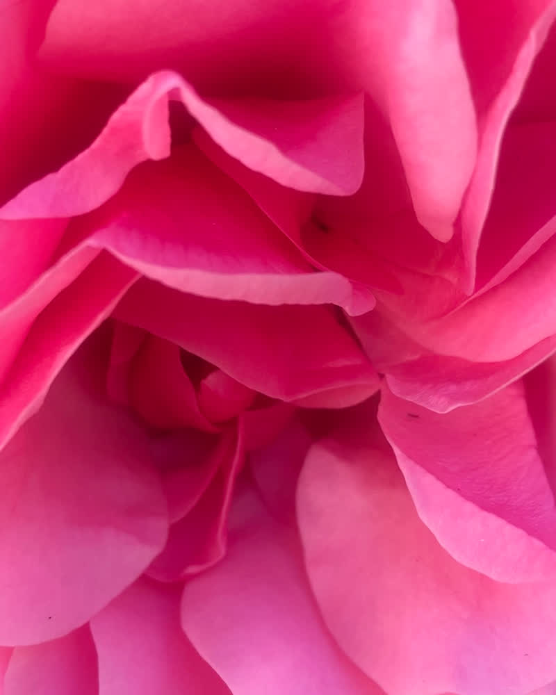 Eau florale de rose de Damas