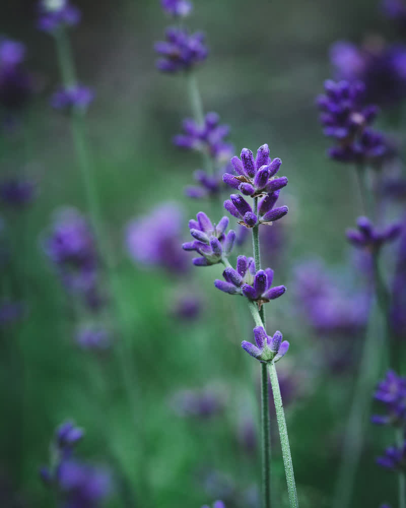 Hydrolat de lavande officinale bio